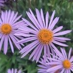 Aster tongolensis Blüte