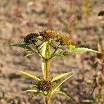 Bidens radiata Ostatní