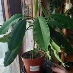 Euphorbia leuconeura 葉