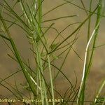 Zannichellia palustris Fruit