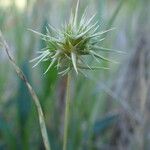 Echinaria capitata Fruit