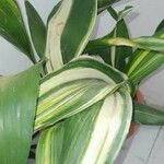 Aspidistra elatior List