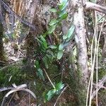 Angraecum corrugatum Hábito