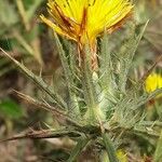 Carthamus lanatusFlower