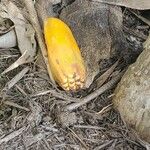 Pandanus utilis Fruit