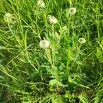 Trifolium montanum 形態