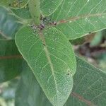 Asclepias speciosa Hoja