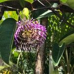 Passiflora laurifolia Flower