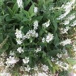 Salvia sylvestris फूल