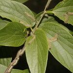 Celtis caudata Blad