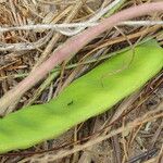 Canavalia rosea Fruit