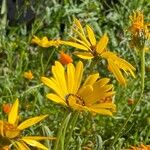 Encelia farinosaΛουλούδι