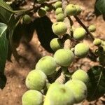 Ficus ingens Fruit