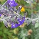 Salvia chamaedryoides Fleur