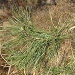 Pinus pinaster Leaf