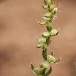 Pectocarya setosa Fruit