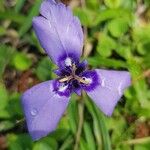 Herbertia lahue Flower