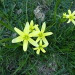Gagea pratensis Flower