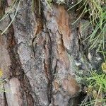 Pinus rigida Bark