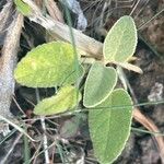 Sideritis dendrochahorra Leaf