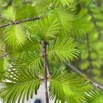 Metasequoia glyptostroboides Ліст