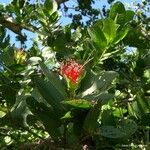 Sonneratia caseolaris Fruit