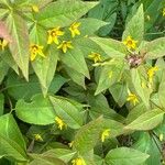 Lysimachia quadrifolia 葉