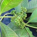 Psychotria micrantha Other