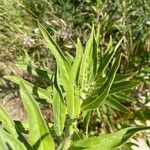 Oenothera villosa Feuille