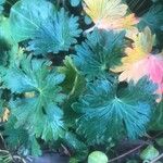 Geranium argenteum Blad