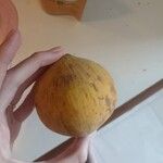 Sandoricum koetjape Fruit
