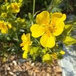 Potentilla hirta Flower