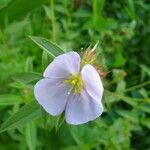 Pterolepis glomerata Flower