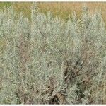 Artemisia cana Blad