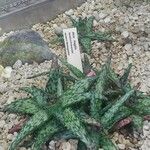 Aloe fragilis برگ