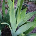 Iris barbatula Leaf