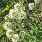 Trifolium montanumКветка