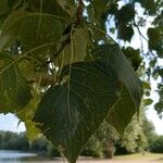 Populus x canadensis 葉