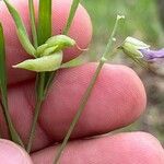 Lathyrus angulatus Fruit