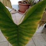 Alocasia zebrina Leaf