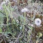 Globularia vulgaris Habitus