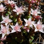 Sedum niveum Habitus