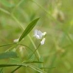 Vicia acutifolia Kvet