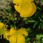 Ranunculus bulbosus Kvet