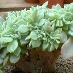 Echeveria secunda List