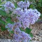 Ceanothus americanusപുഷ്പം