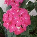 Hydrangea macrophyllaᱵᱟᱦᱟ