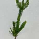 Baccharis aliena叶