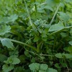 Lactuca floridana Otro