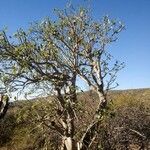 Uncarina stellulifera Habit